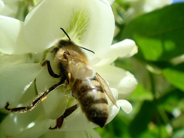 acacia