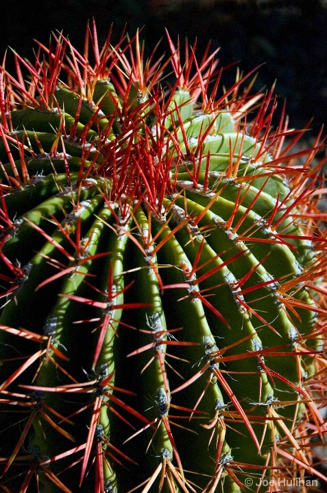 Barrel Cactus, Desert Botanical Garden, Phoenix AZ