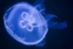 Jelly Fish, Charl...