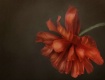 Poppy