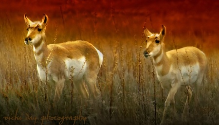 Antelope Island Antelope
