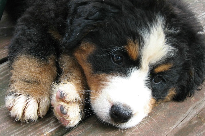 Lucy, 7 weeks 