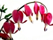 bleeding hearts