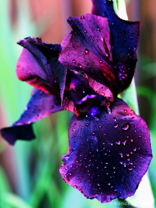 Black Dewy Iris