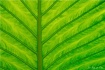 Leaf Design 