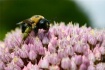 Pollinator 