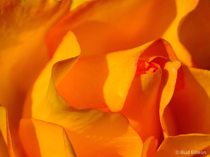 Abstract - Folds of Orange & Yellow
