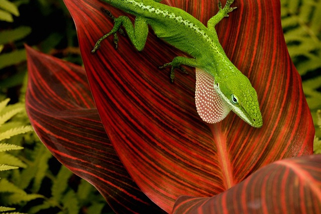 Green Anole Displaying