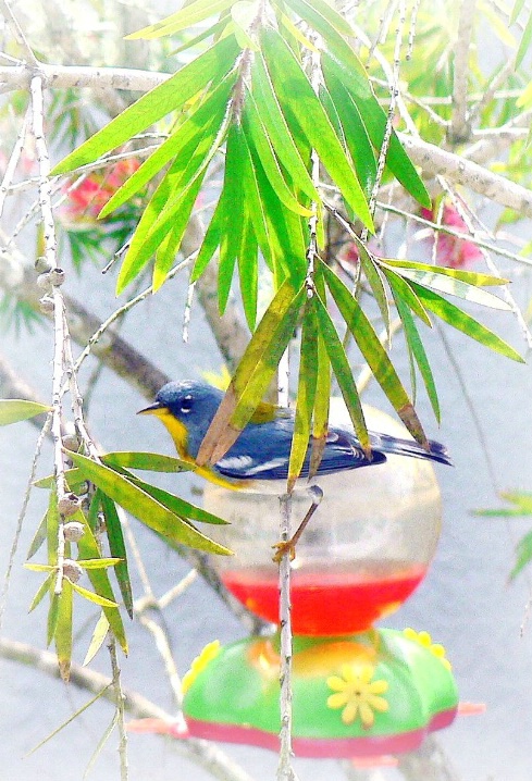 Northern Parula 