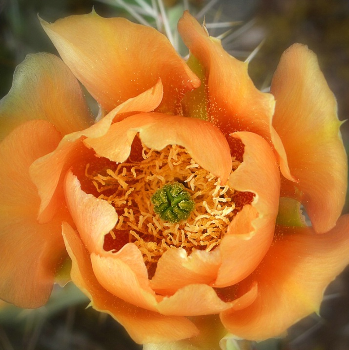 Desert Gold - ID: 6287236 © Jeff Robinson