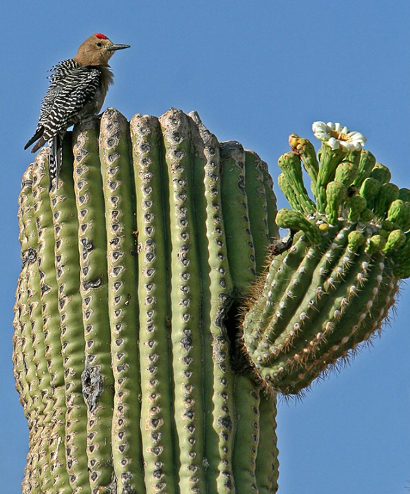 Gila Woodpecker - ID: 6287261 © Jeff Robinson