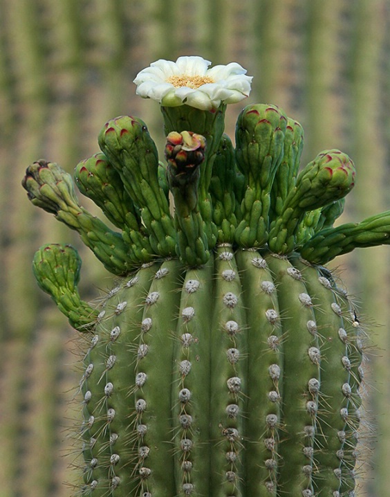 Saguaro Cactus - ID: 6287262 © Jeff Robinson
