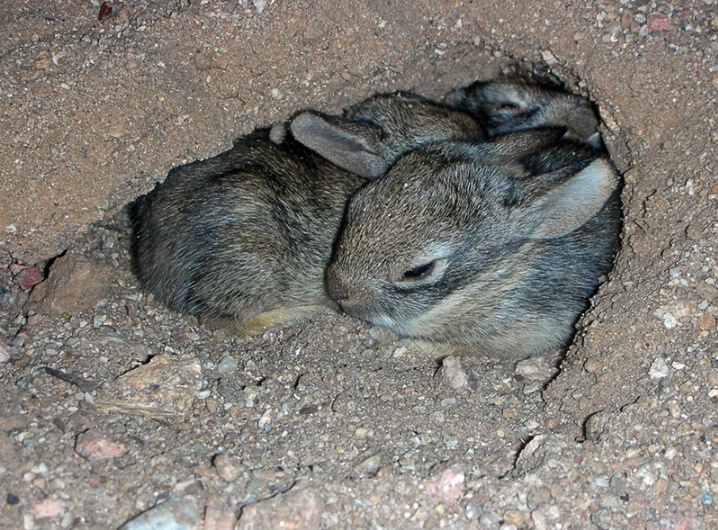 Baby Bunnies - ID: 6287277 © Jeff Robinson