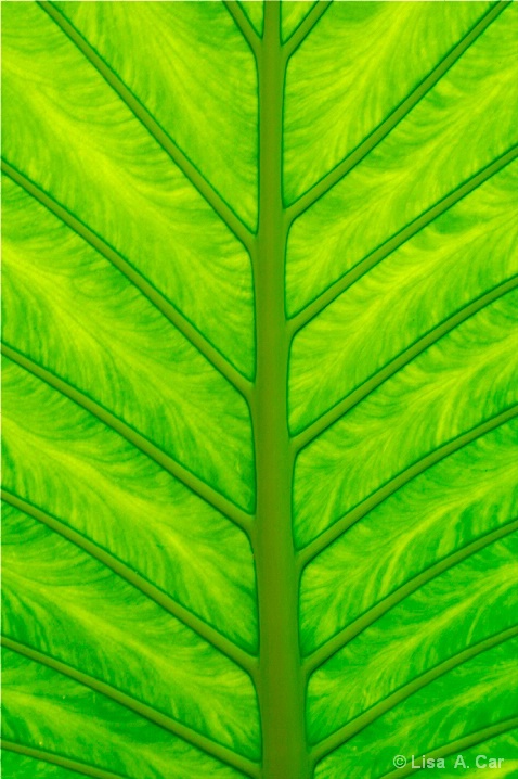 Tropical Plant 