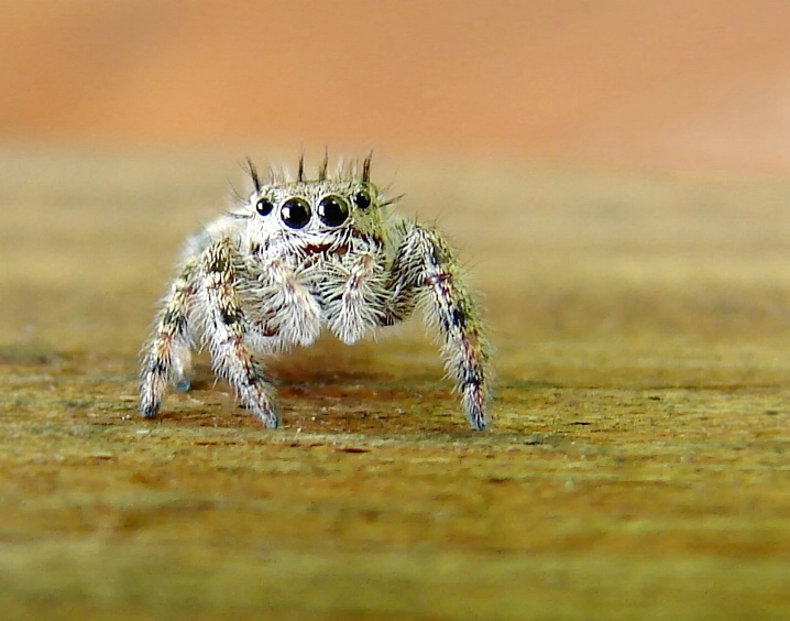Tiny Tiny Spider