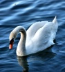 beautiful swan