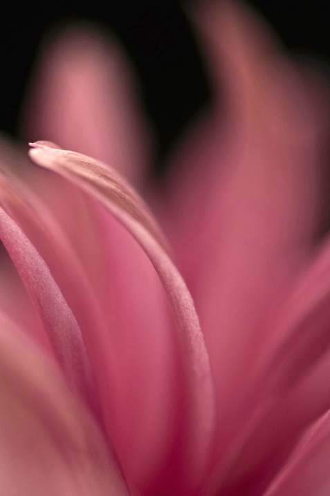 Chrysanthemum detail