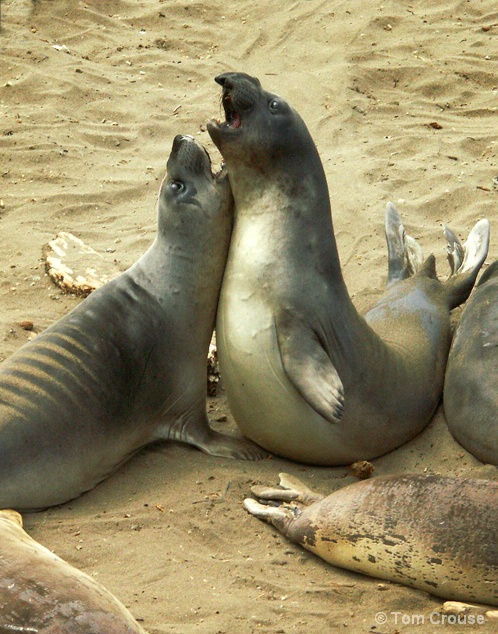 Elephant Seals Play fighting