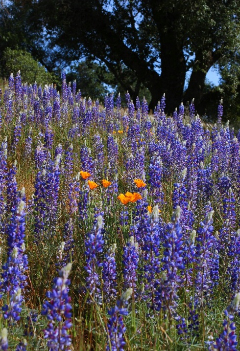Lupine on a hill...