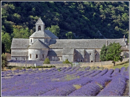 Abbaye of Senanque - Provence