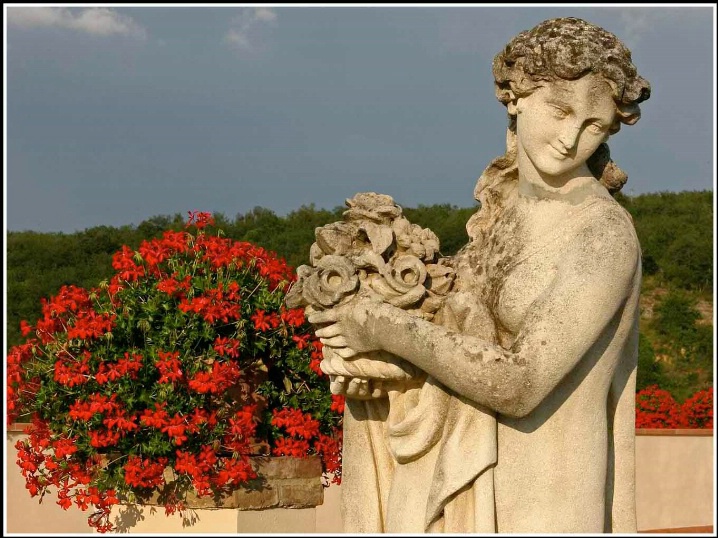 Statue & geraniums - Tuscany