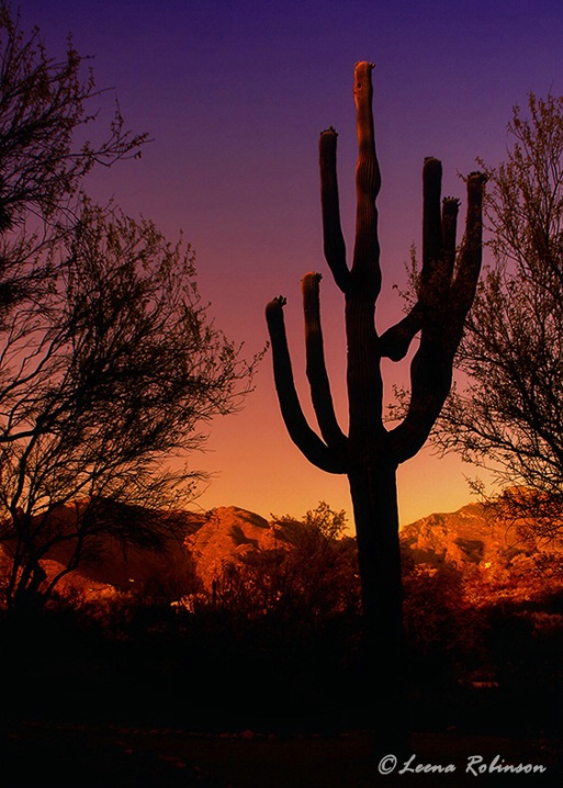 Tucson Sunset - ID: 6297468 © Jeff Robinson
