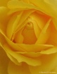 Yellow Rose bud