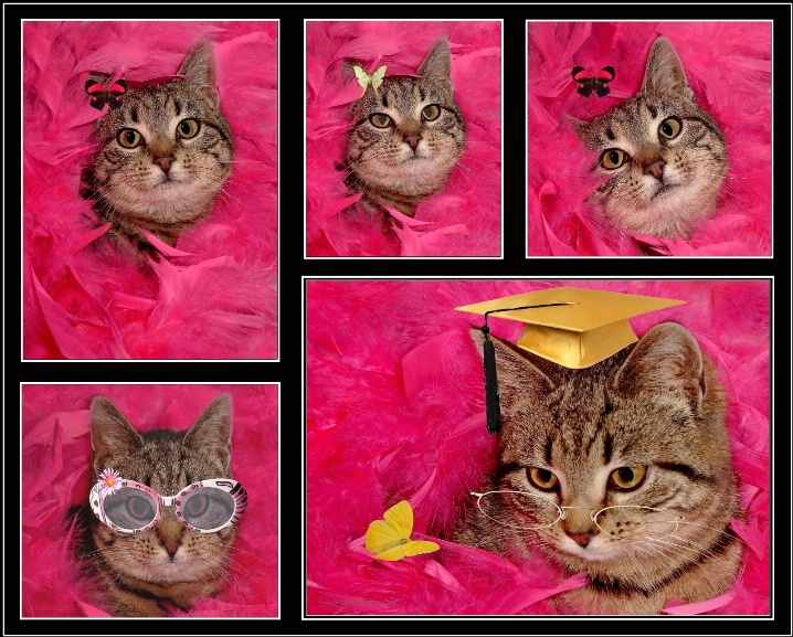 Cat Portraits - ID: 6300768 © Theresa Marie Jones