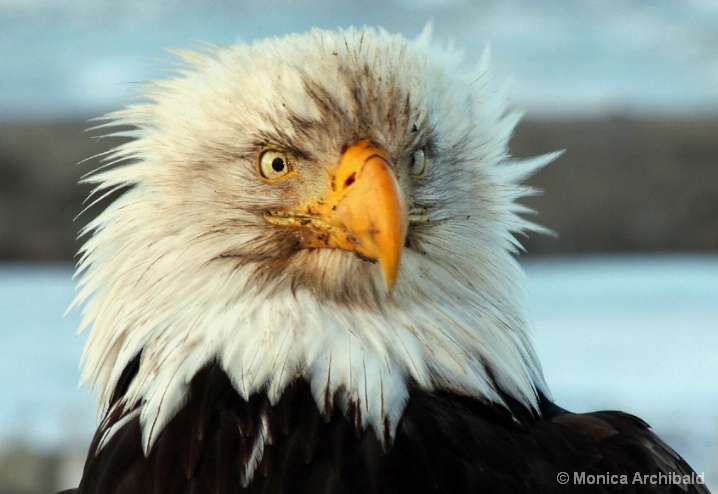 Dirty-Faced Eagle