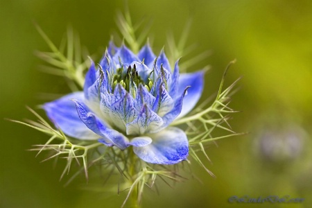 Love-in-a-Mist