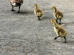 Wait For Me!!!