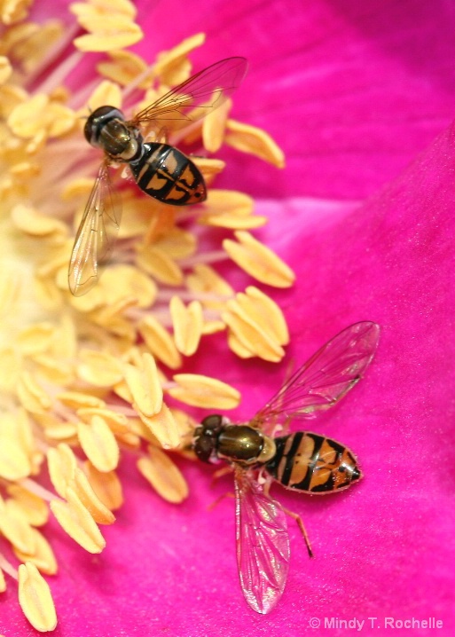 The brotherhood of pollen
