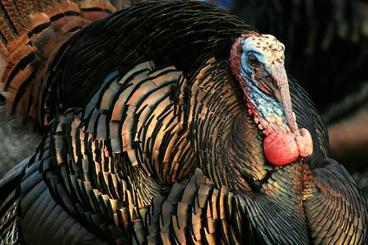 Wild Turkey Close-Up