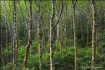 Alder Forest