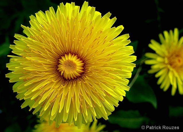 Dandilion