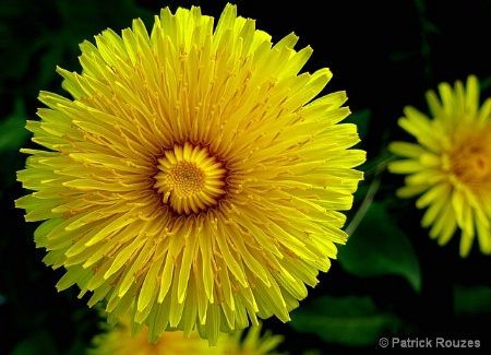 Dandilion