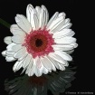Pink & White Deli...
