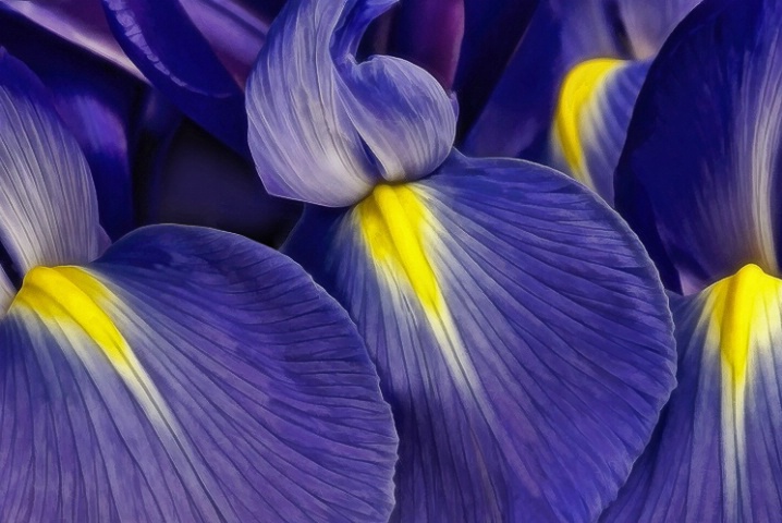 Iris