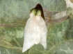 The Chrysalis