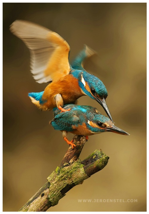Mating Kingfishers