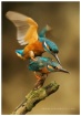 Mating Kingfisher...