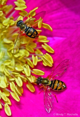 Pollen Partners