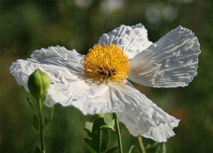 Portrait of a Poppy