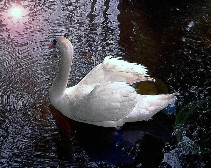 Swan - Early morning