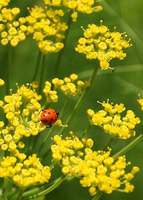 in a sea of yellow