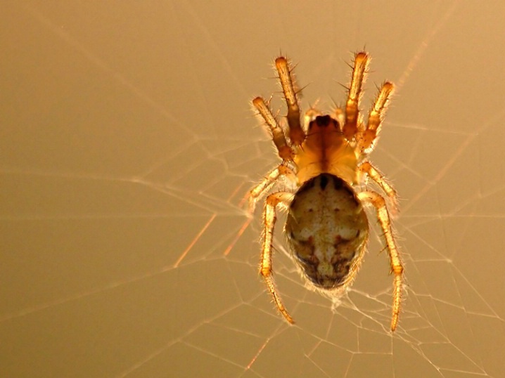 Glowing Spider...