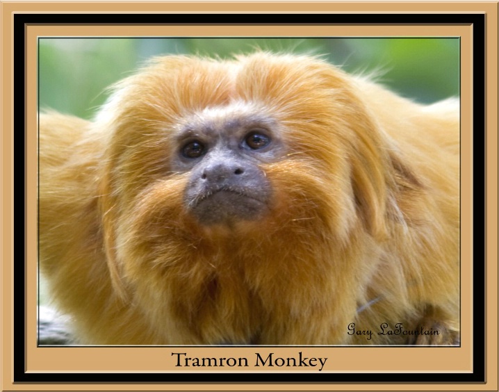 Tamron Monkey