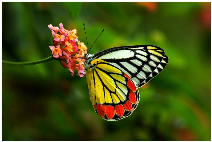 Busy Butterfly - ID: 6312624 © VISHVAJIT JUIKAR