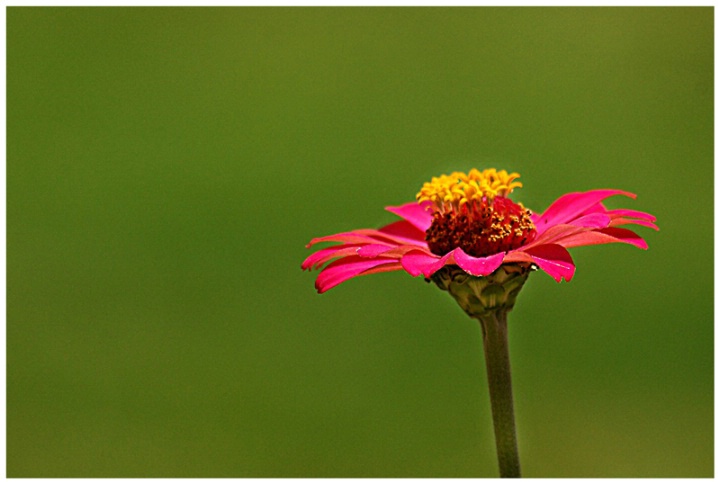 A Pink Beauty