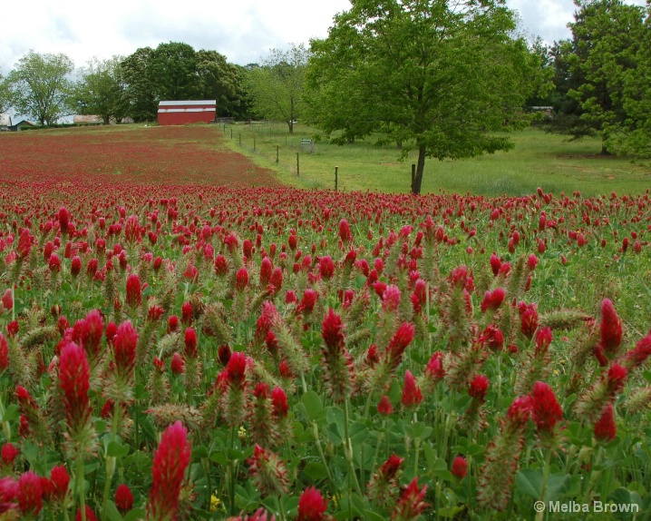 The Clover Field